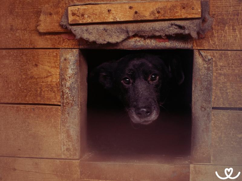 Jak-chovat-psa-venku (9)